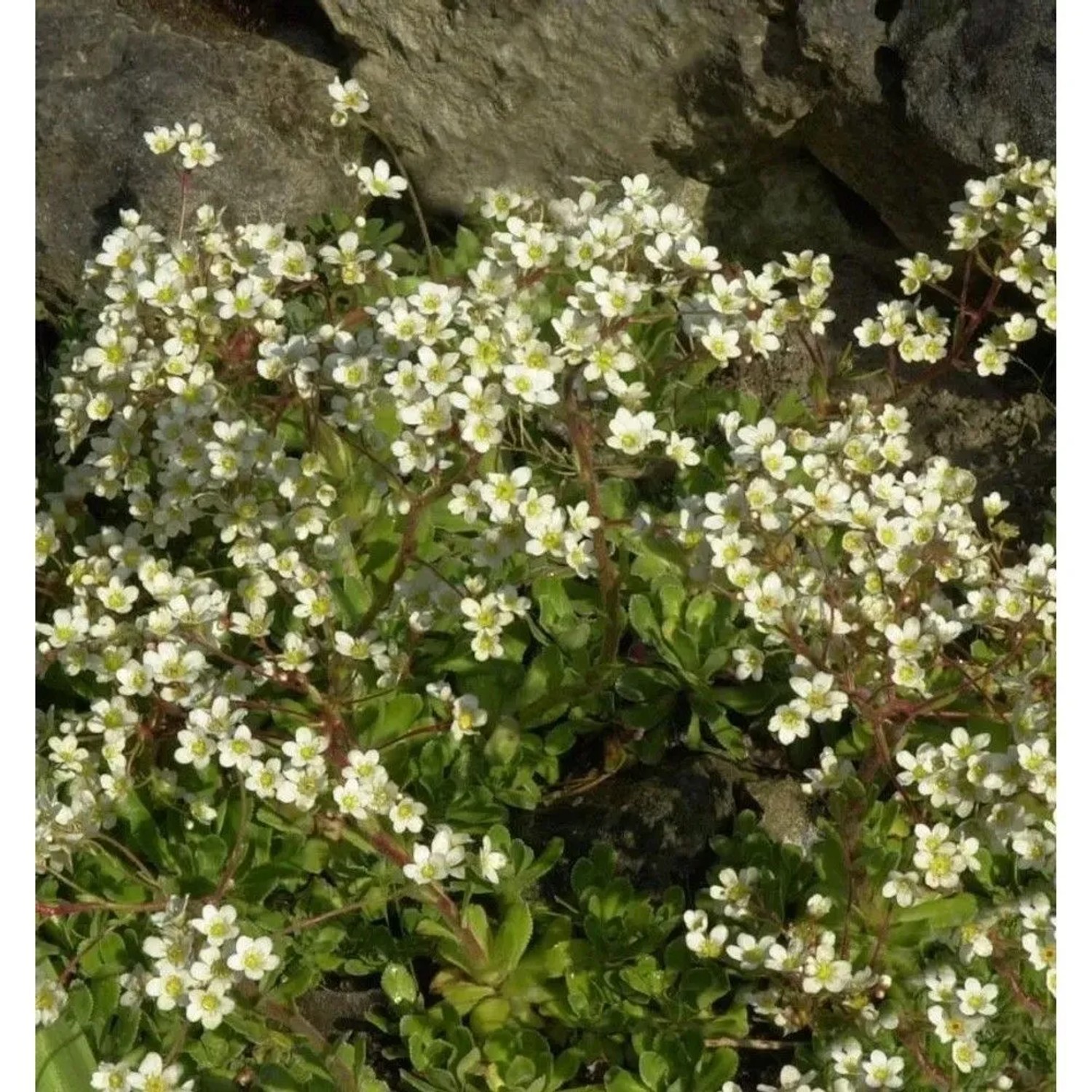 Immergrüner Steinbrech Portae - Saxifraga paniculata