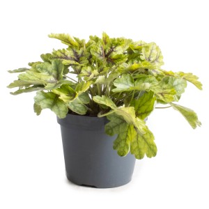 GROW by OBI Purpurglöckchen 'Indian Summer' im Topf, grüne Blattschmuckpflanze.