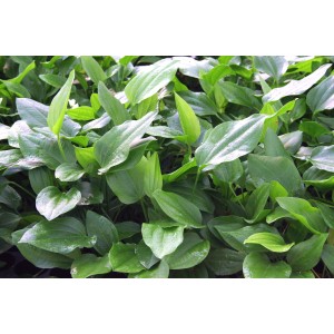 Dennerle Plants Echinodorus Argentinensis XL, Aquariumpflanze mit grünen Blättern.