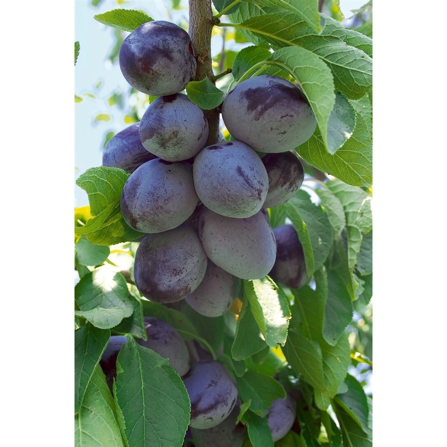 Reife, blaue Zwetschgen am Prunus Domestica Imperial Obstbaum, umgeben von grünen Blättern.