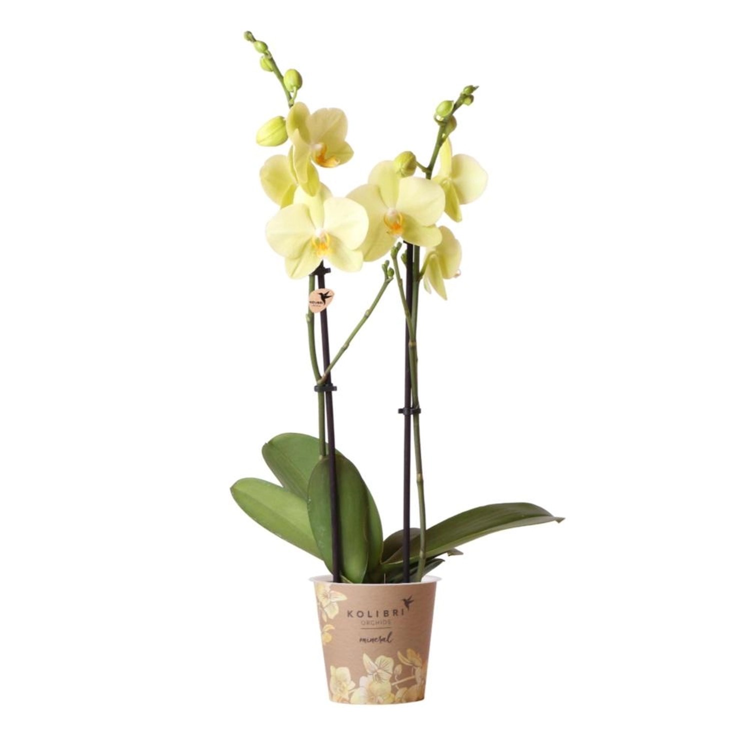 Kolibri Gelbe Phalaenopsis Orchidee Voltera Topfgröße 12cm Frisch Vom Züchter