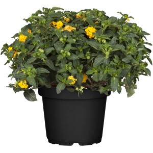 Wandelröschen (Lantana camara) im Topf mit gelben Blüten.