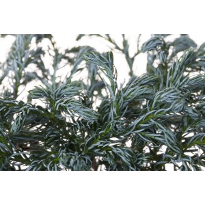 Detailaufnahme der blaugrünen Scheinzypresse 'Boulevard', 20-30 cm hoch.