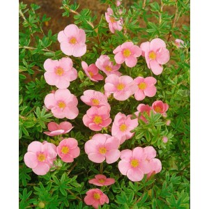 Rosa Fingerstrauch 'Bellissima' mit vielen Blüten. Potentilla Fruticosa im Detail.