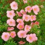 Rosa Fingerstrauch 'Bellissima' mit vielen Blüten. Potentilla Fruticosa im Detail.