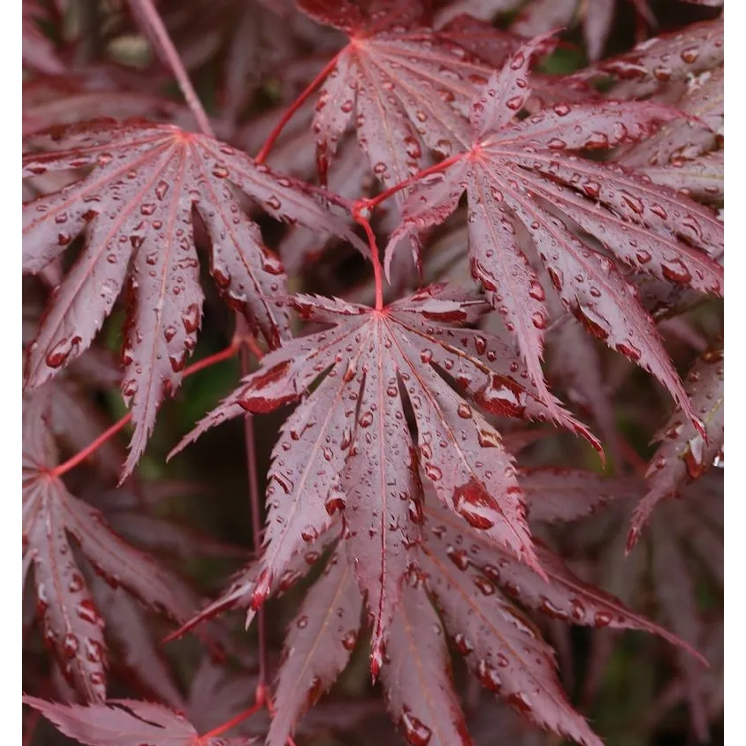 Fächer Ahorn Trompenburg 100-125cm - Acer palmatum