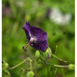 Nahaufnahme einer einzelnen, braun-violetten Blüte des Storchenschnabels (Geranium phaeum).