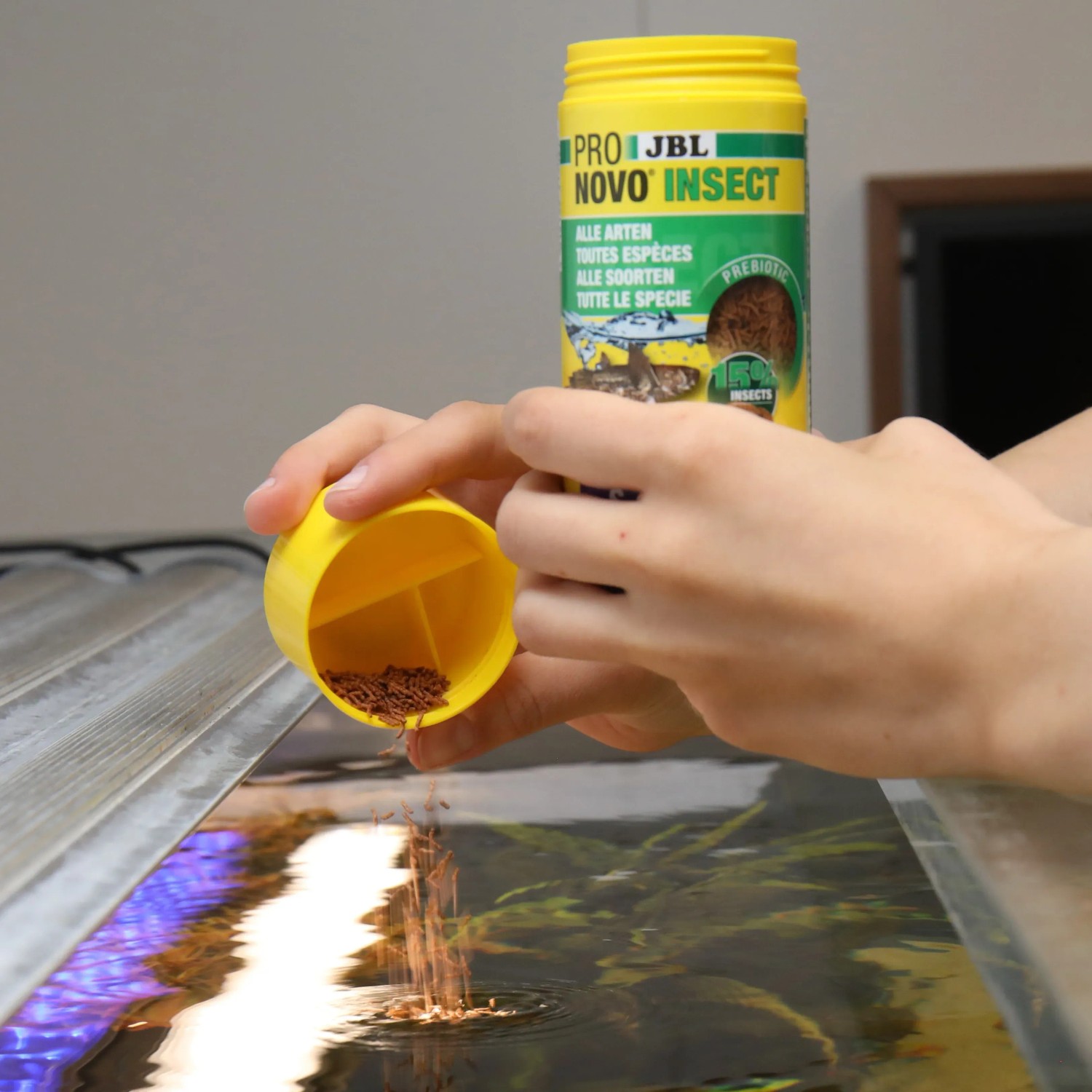 Fütterung von JBL Pronovo Insect Fischfutter-Sticks S in Aquarium.
