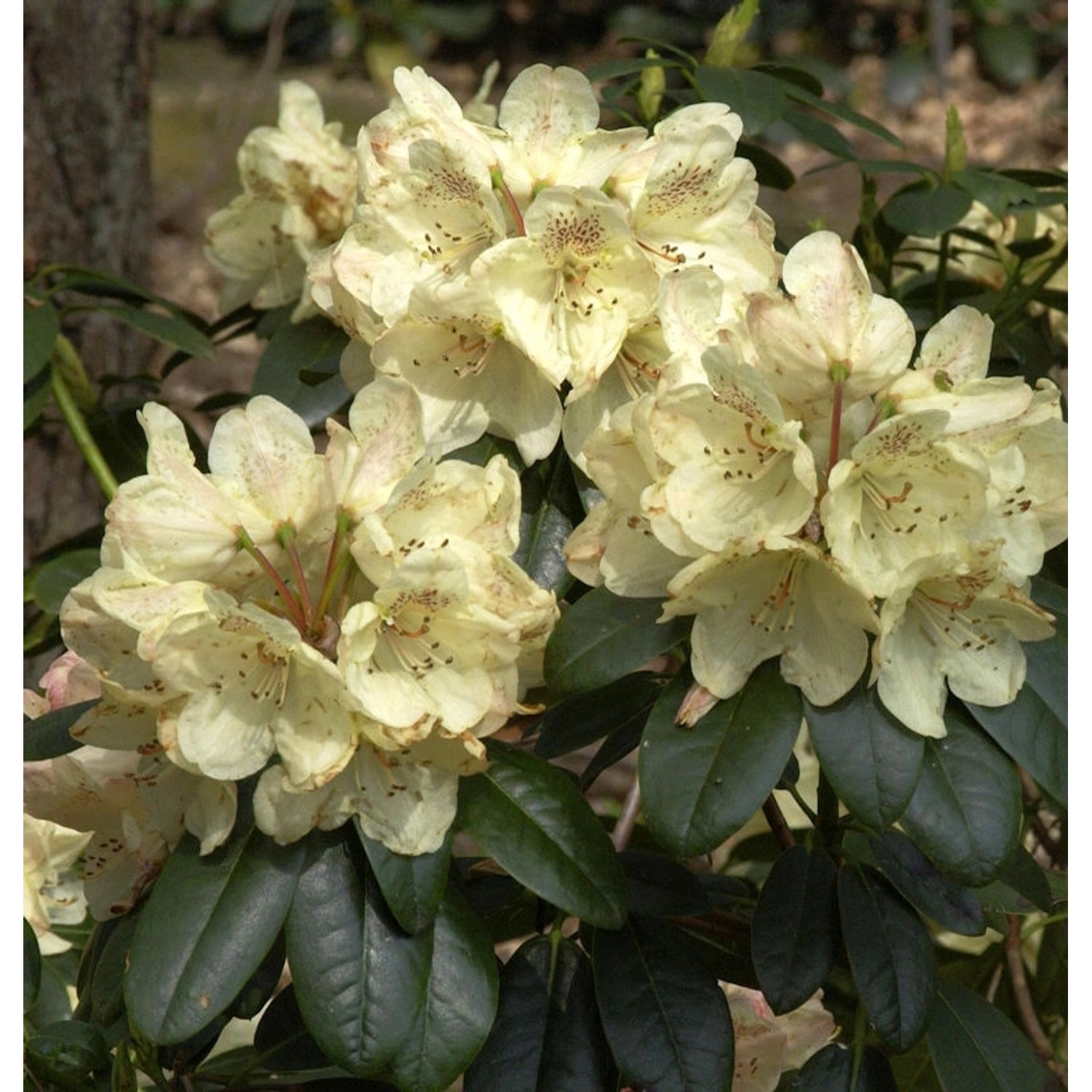 INKARHO - Rhododendron Festivo 20-25cm - Alpenrose günstig online kaufen