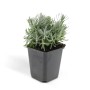 Exotenherz Lavendel Pflanze im 9cm Topf, Sorte Lavandula Angustifolia Hidcote.