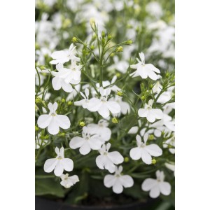 GROW by OBI Männertreu Laura White mit weißen Blüten im Topf, eine dekorative Sommerpflanze.