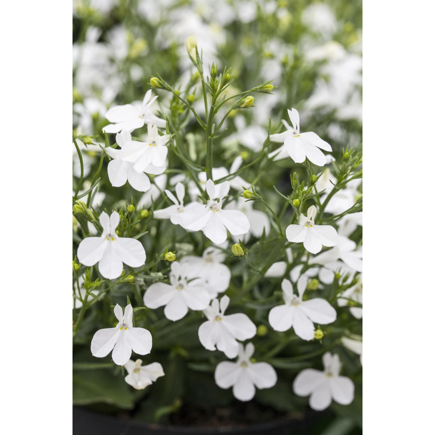 GROW by OBI Männertreu Laura White mit weißen Blüten im Topf, eine dekorative Sommerpflanze.