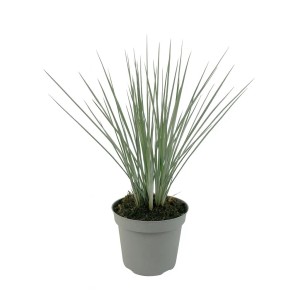 GROW by OBI Flachslilie "Coolvista" T14cm H30cm Dianella revoluta