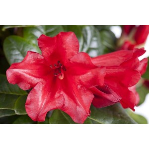 Leuchtend roter Rhododendron Repens Scarlet Wonder mit grünen Blättern.