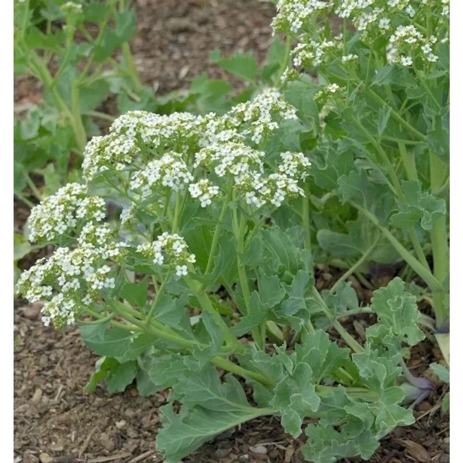 Kleiner Meerkohl - Crambe maritima