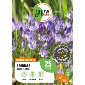 Brodiaea Queen Fabiola Blumenzwiebeln, blaue Blüten, Höhe ca. 40cm.