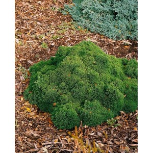 Grüner Zwerg-Lebensbaum Chamaecyparis Lawsoniana 'Gnome', ca. 40 cm hoch, im Gartenbeet.