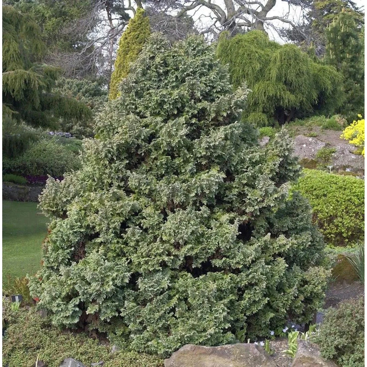 Silberzypresse Boulevard 20-25cm - Chamaecyparis pisifera