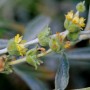 Nahaufnahme der gelben Blüten des Syrischen Gliedkrauts (Sideritis syriaca).