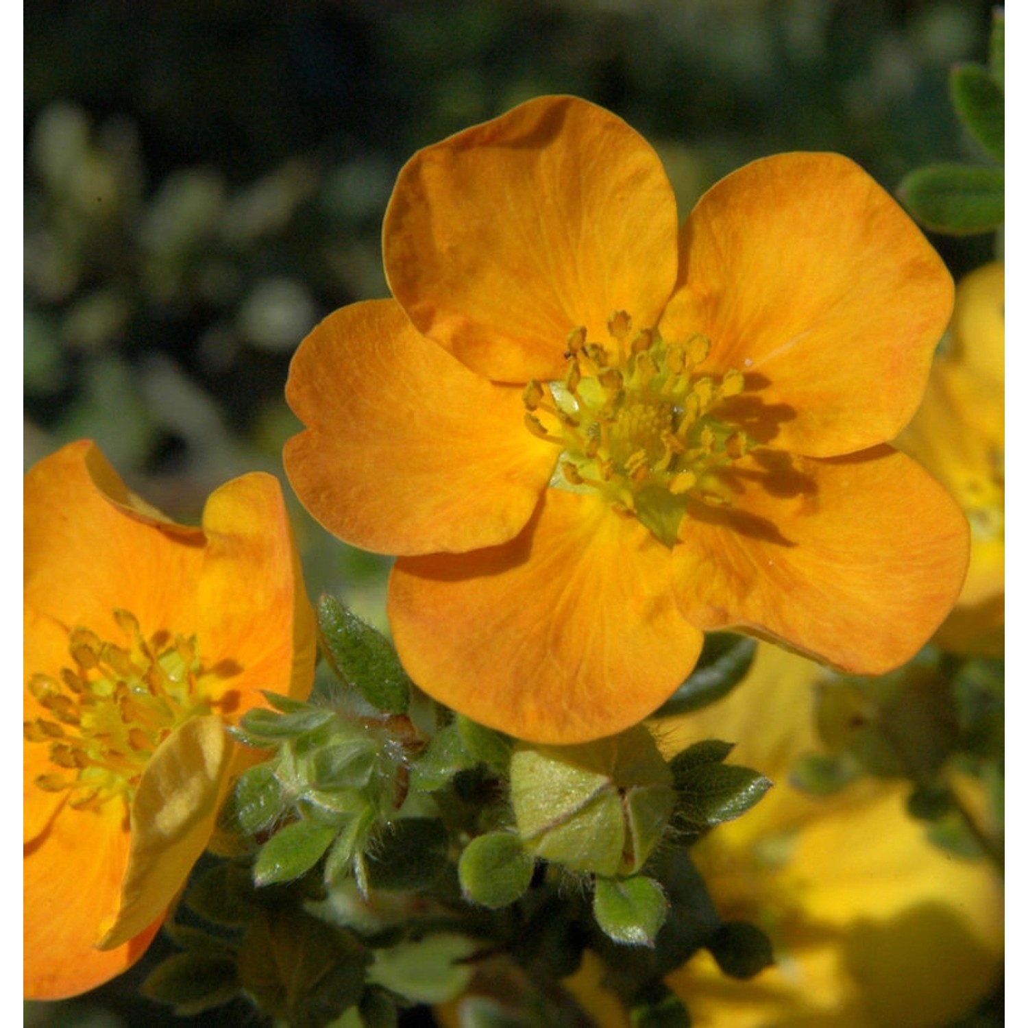 10x Fünffingerstrauch Mandarin Tango - Potentilla fruticosa günstig online kaufen