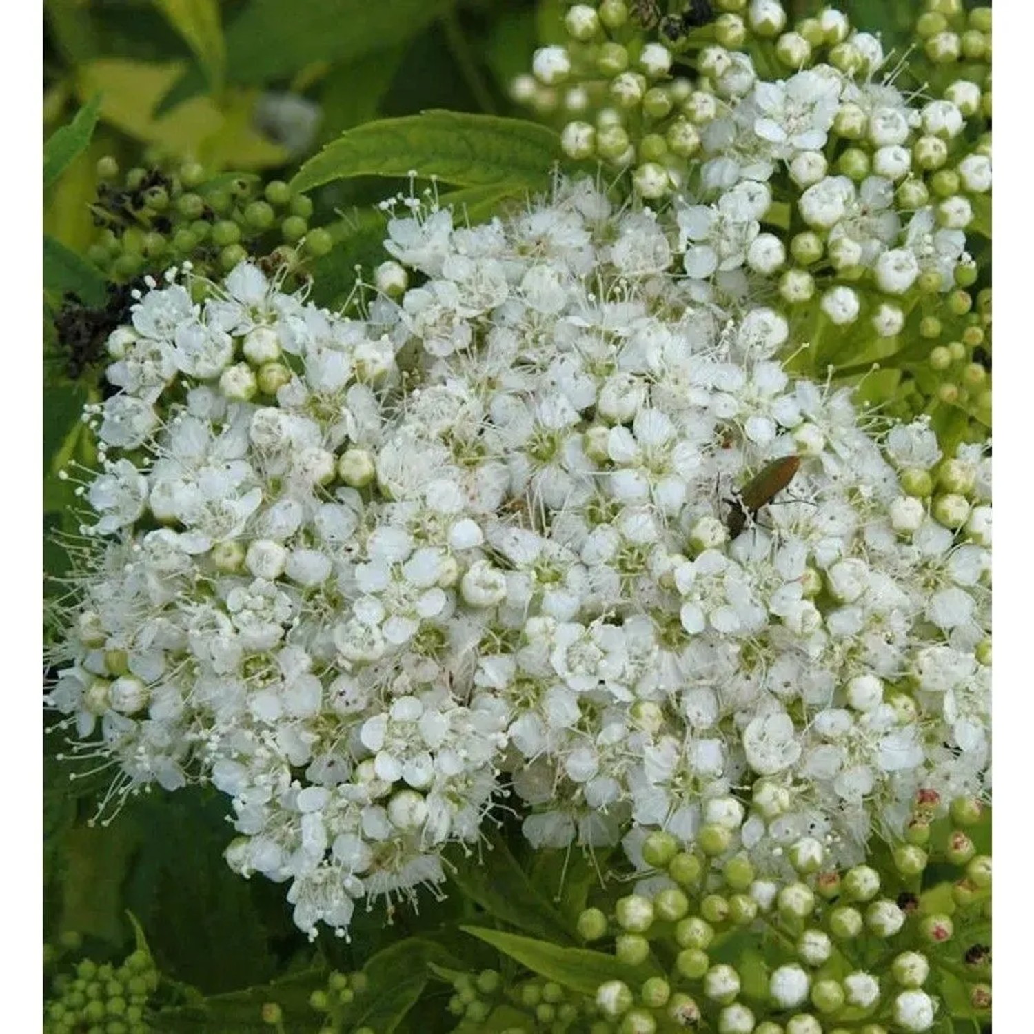 Weiße Zwergspiere 20-30cm - Spiraea japonica