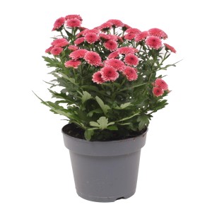 Chrysantheme Jellyfish Lachs im Topf, ca. 25cm hoch. Blühende Herbstdekoration für Balkon und Garten.