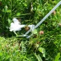 Detailaufnahme: Befestigung einer Floracord Metallstange für Sonnensegel im Gras.