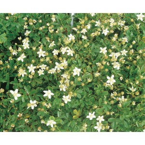 Foto von Helix Fingerstrauch Potentilla tridentata Nuuk mit weißen Blüten und grünen Blättern.