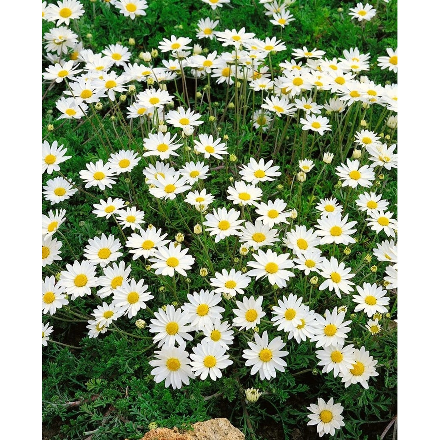 Anthemis Carpatica Karpatenschnee Karpaten Hundskamille Ca. 9x9 cm Topf günstig online kaufen