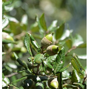 Immergrüne Steineiche (Quercus ilex) mit grünen Blättern und Eicheln.