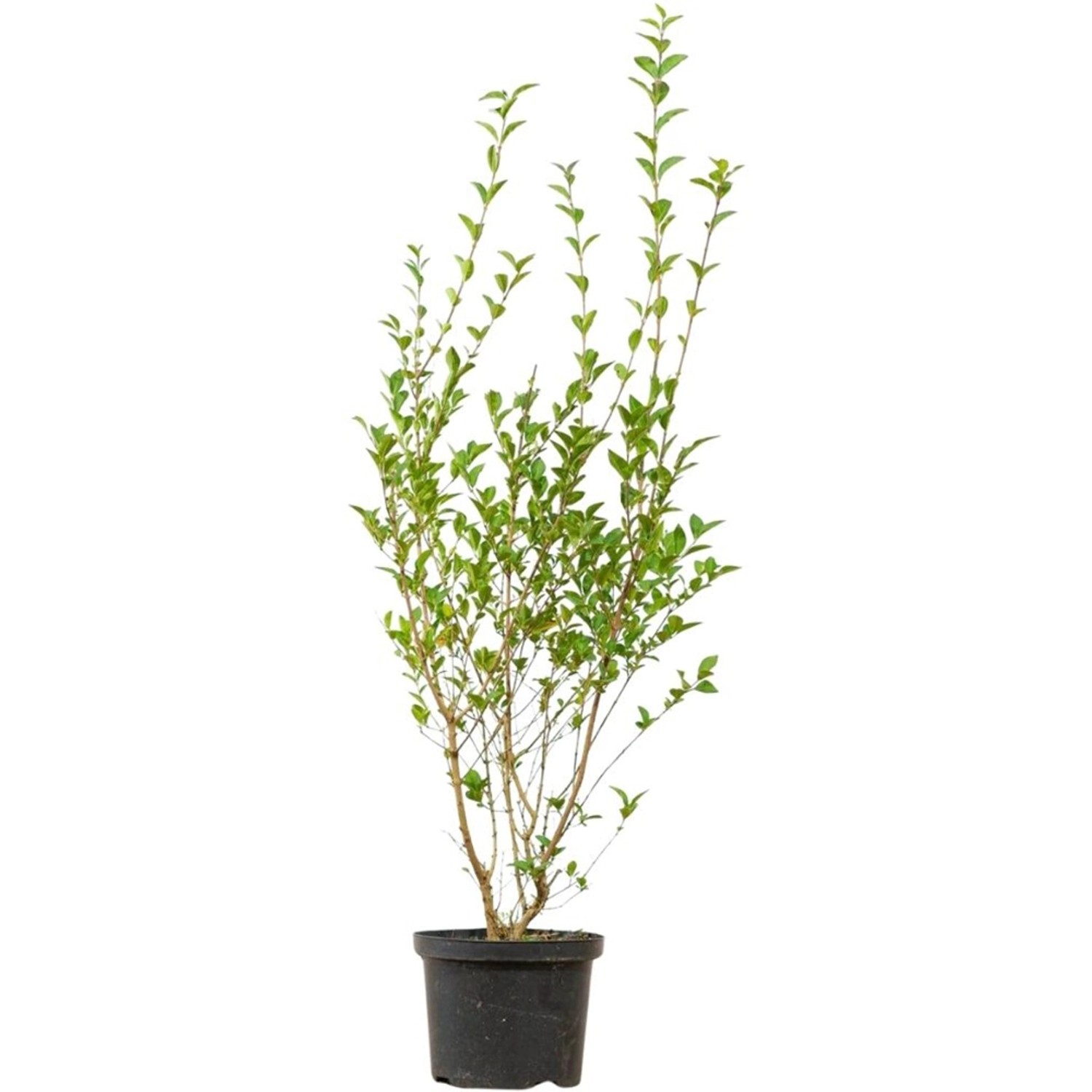 Ovalblättriger Liguster Set à 40 Stück Höhe ca. 80-100 cm Ligustrum ovalifolium