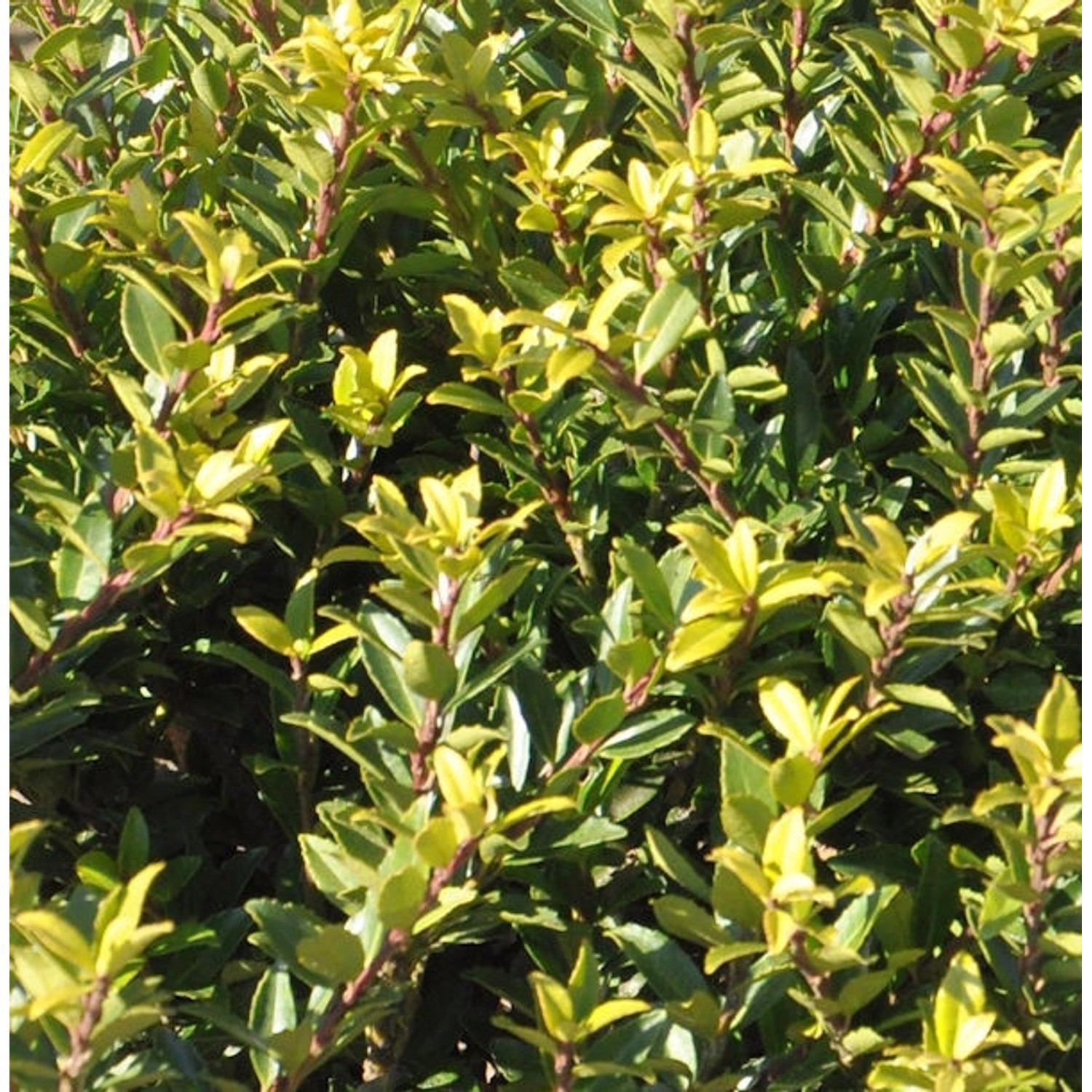 Hochstamm Japanische Stechpalme Ilex Twiggy 80-100cm - Ilex crenata Twiggy günstig online kaufen