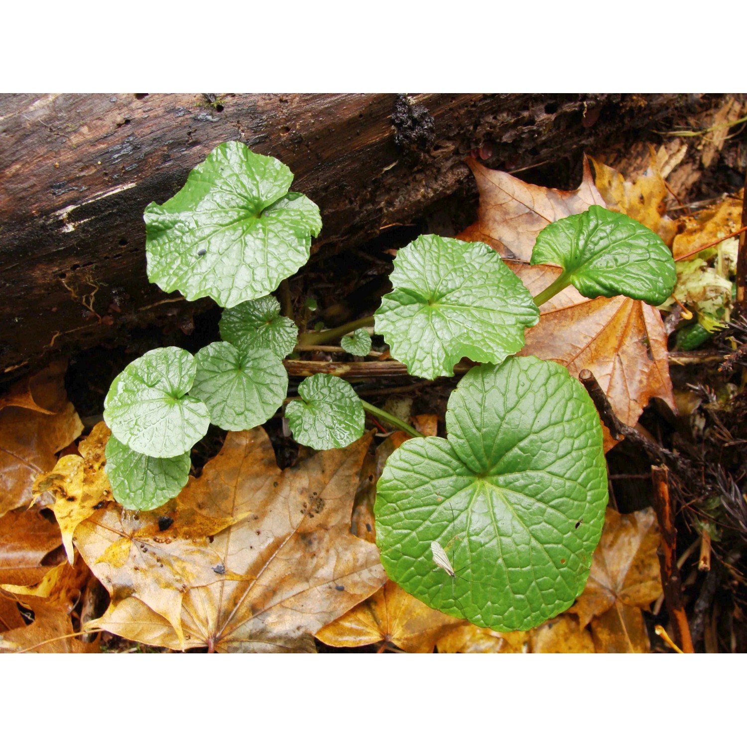 Blu Wasabi Topf- Ca. 12 Cm Kaufen Bei