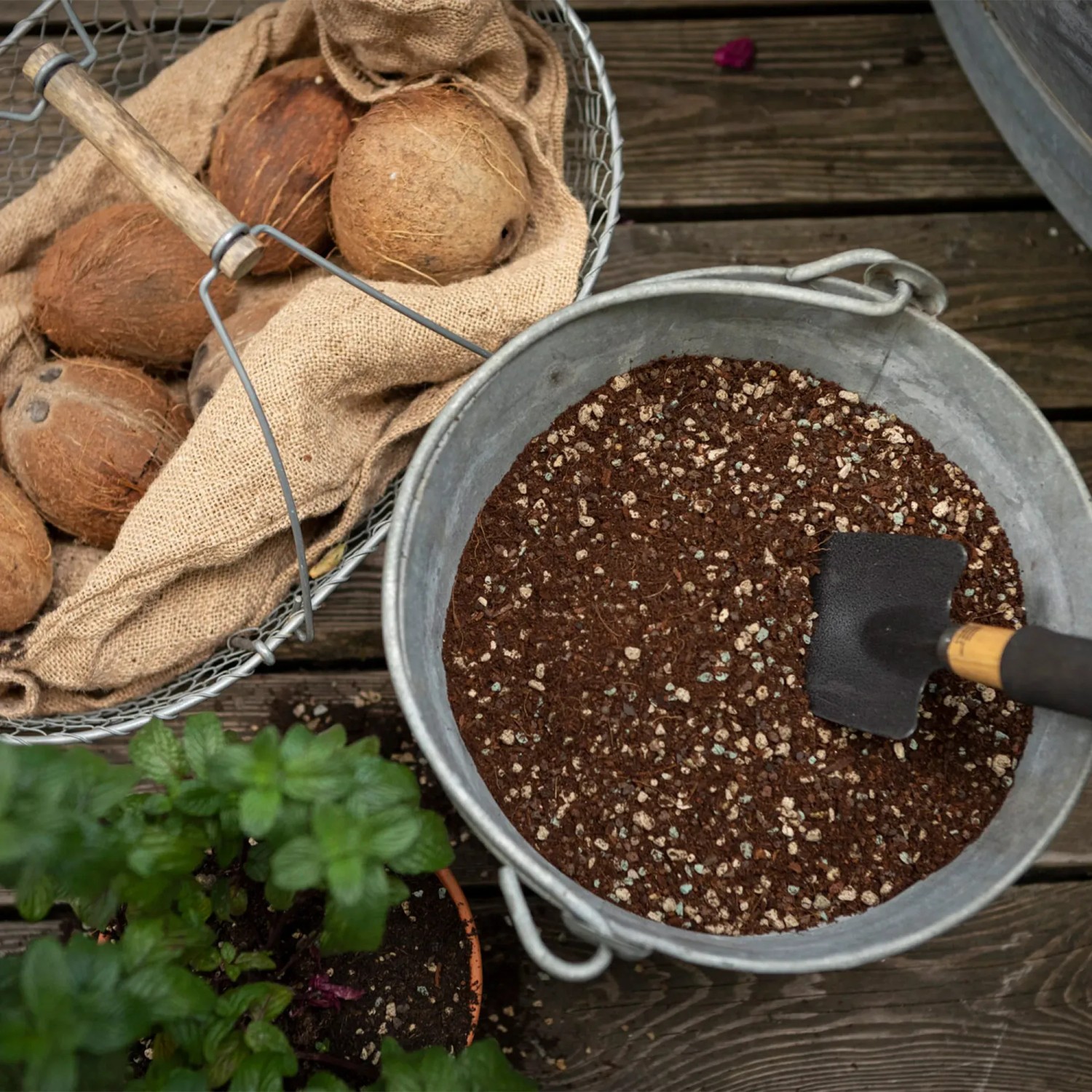 Lechuza Veggiepon Pflanzsubstrat im Eimer mit Schaufel, Kokosnüsse im Korb.