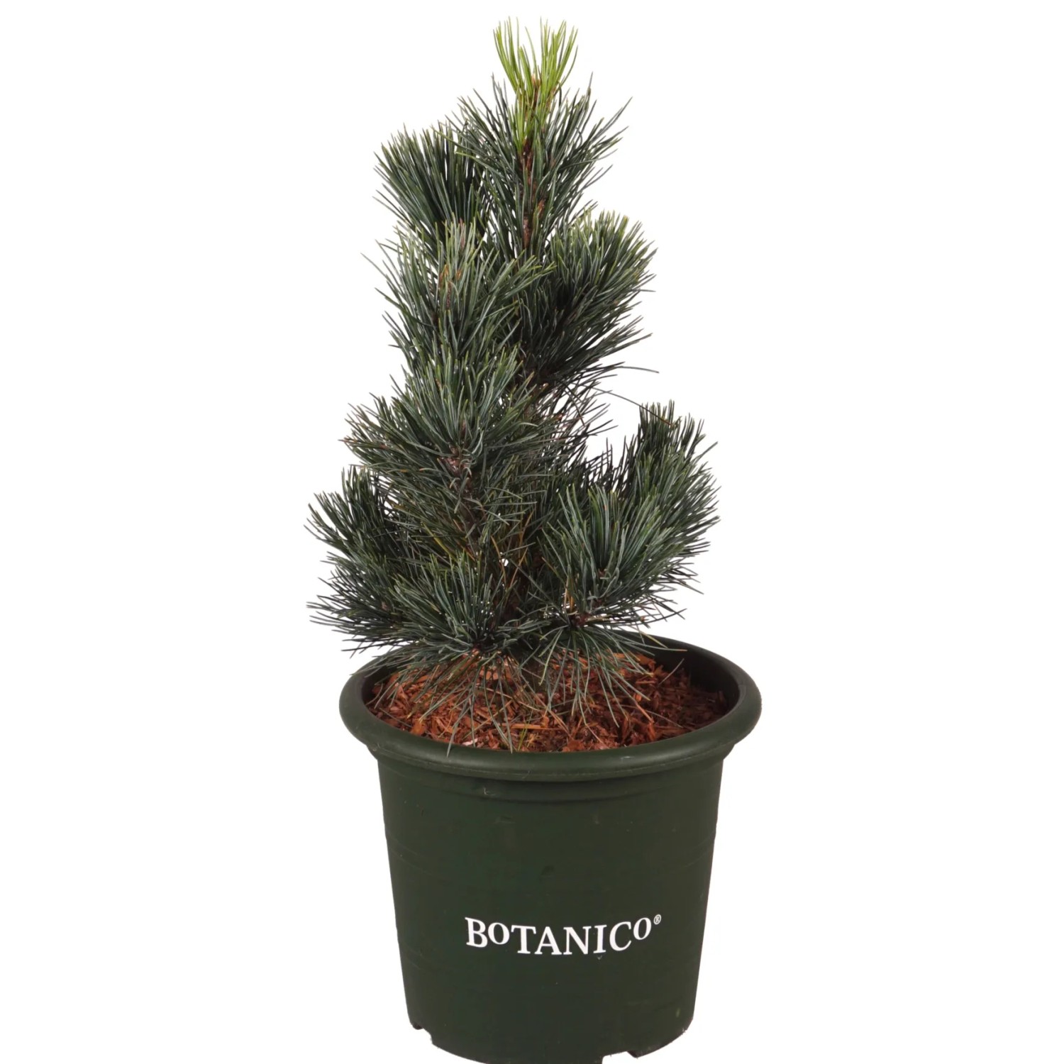 Zirbe Baum Glauca Pinus cembra Hhe 20-25 cm Topf 3,7 l kaufen bei OBI