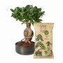 Bonsai im Topf mit Dr.Soil Substrat 1L Beutel für Hydrokultur.
