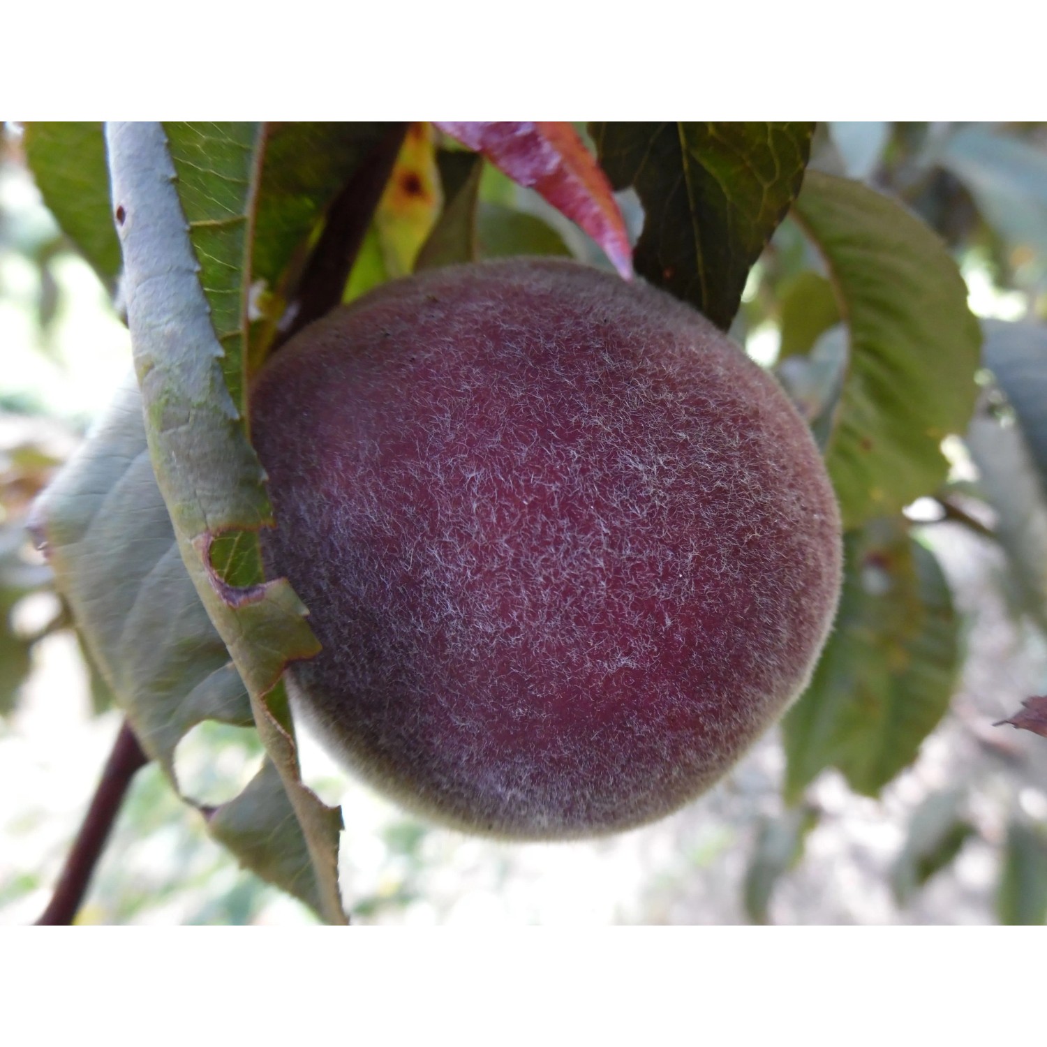 Pfirsich Rubira 2 jährig 100 - 120 cm Prunus persica