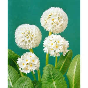 Weiße Kugelprimel (Primula Denticulata) im 2 Liter Topf. Blühende Zimmerpflanze mit grünen Blättern.