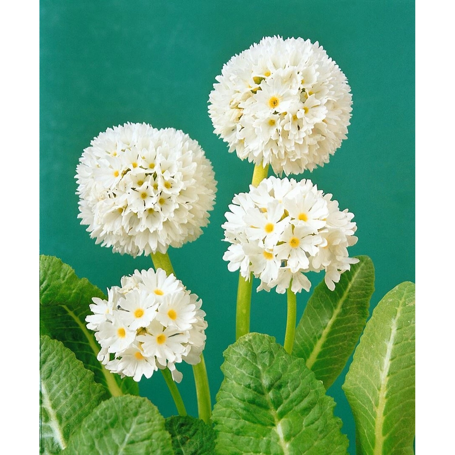 Primula Denticulata Kugelprimel Weiß 2 Liter Container günstig online kaufen