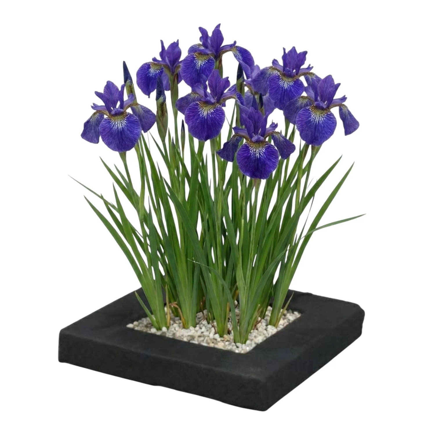 Vdvelde Pflanzeninsel Blaue Iris 4 Teichpflanzen Mit Zubehör Iris Kaempferi