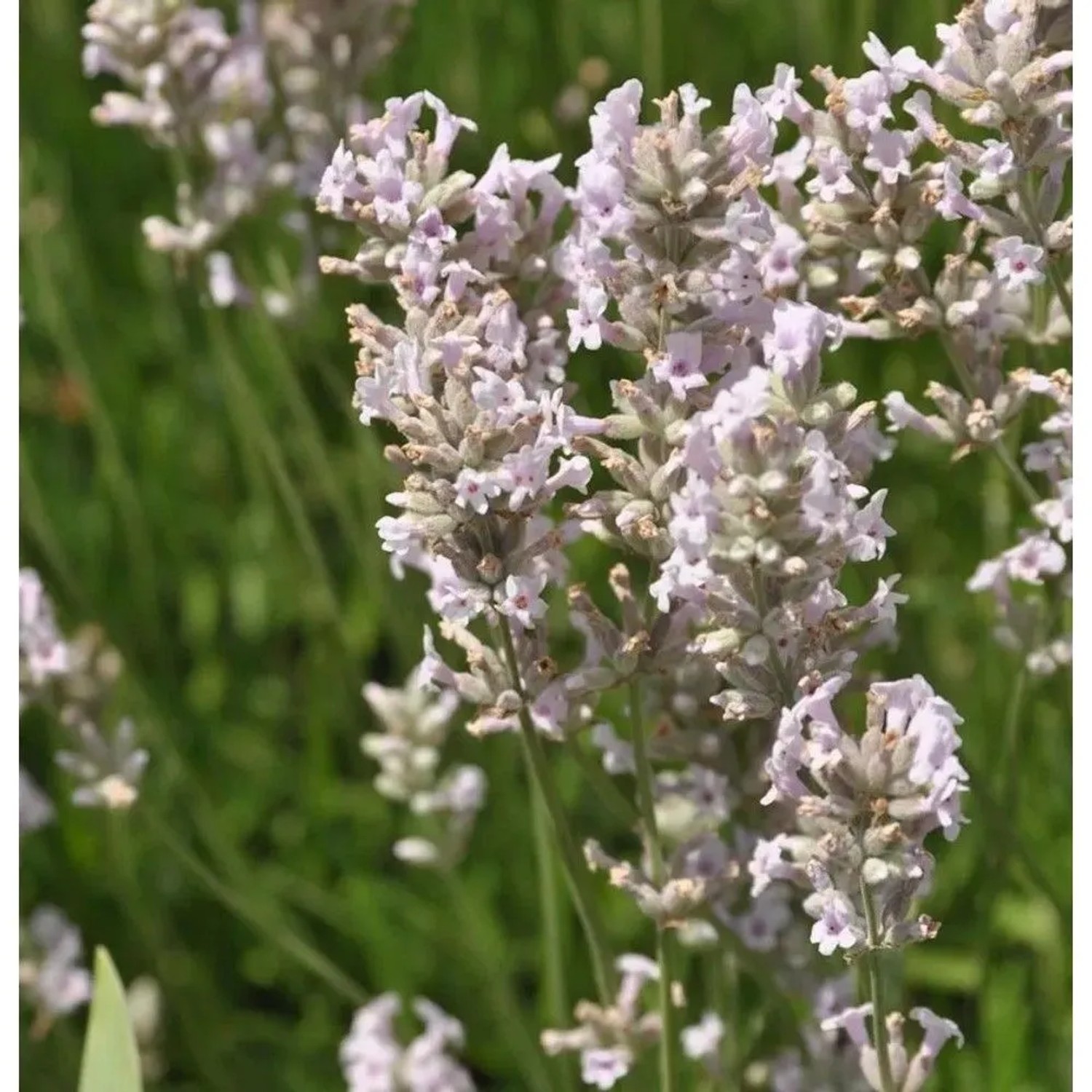 Echter Lavendel Loddon Pink - Lavandula angustifolia