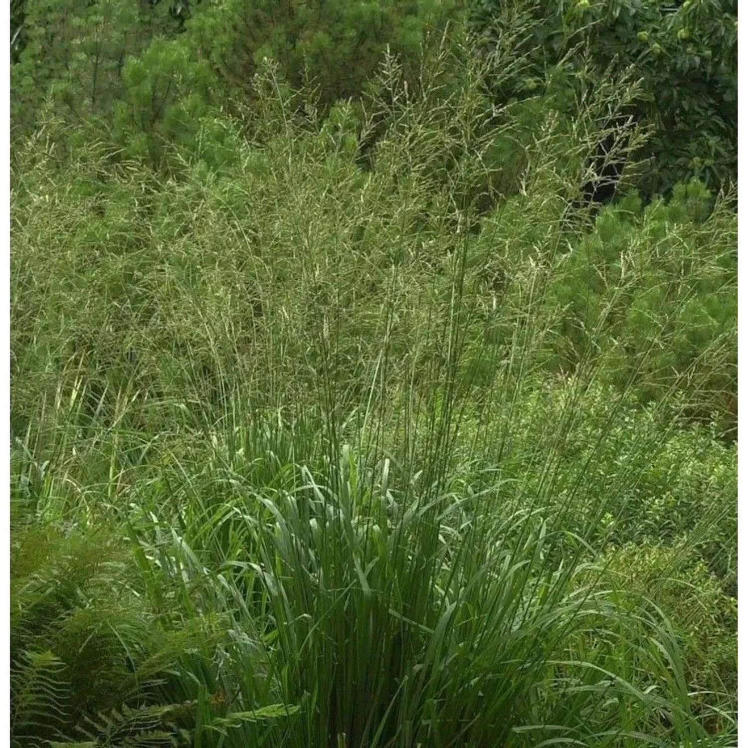 Riesen Pfeifengras Bergfreund - Molinia arundinacea