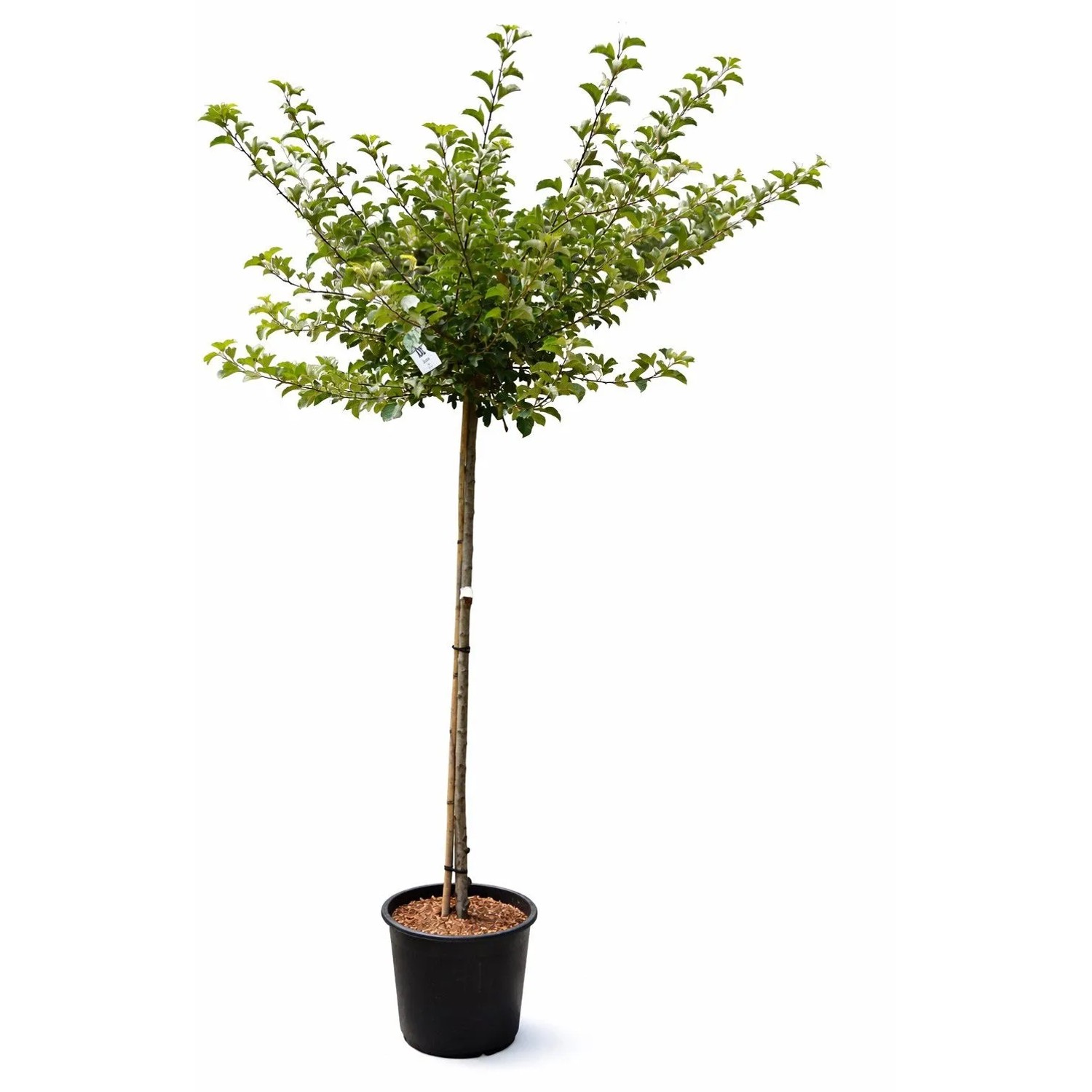 Zierapfel Tina Höhe ca. 125 cm ha Topf 18 l Malus Tina
