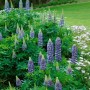 Blühende Lupinus Polyphyllus 'Kastellan' (Vielblättrige Lupine) im Gartenbeet.