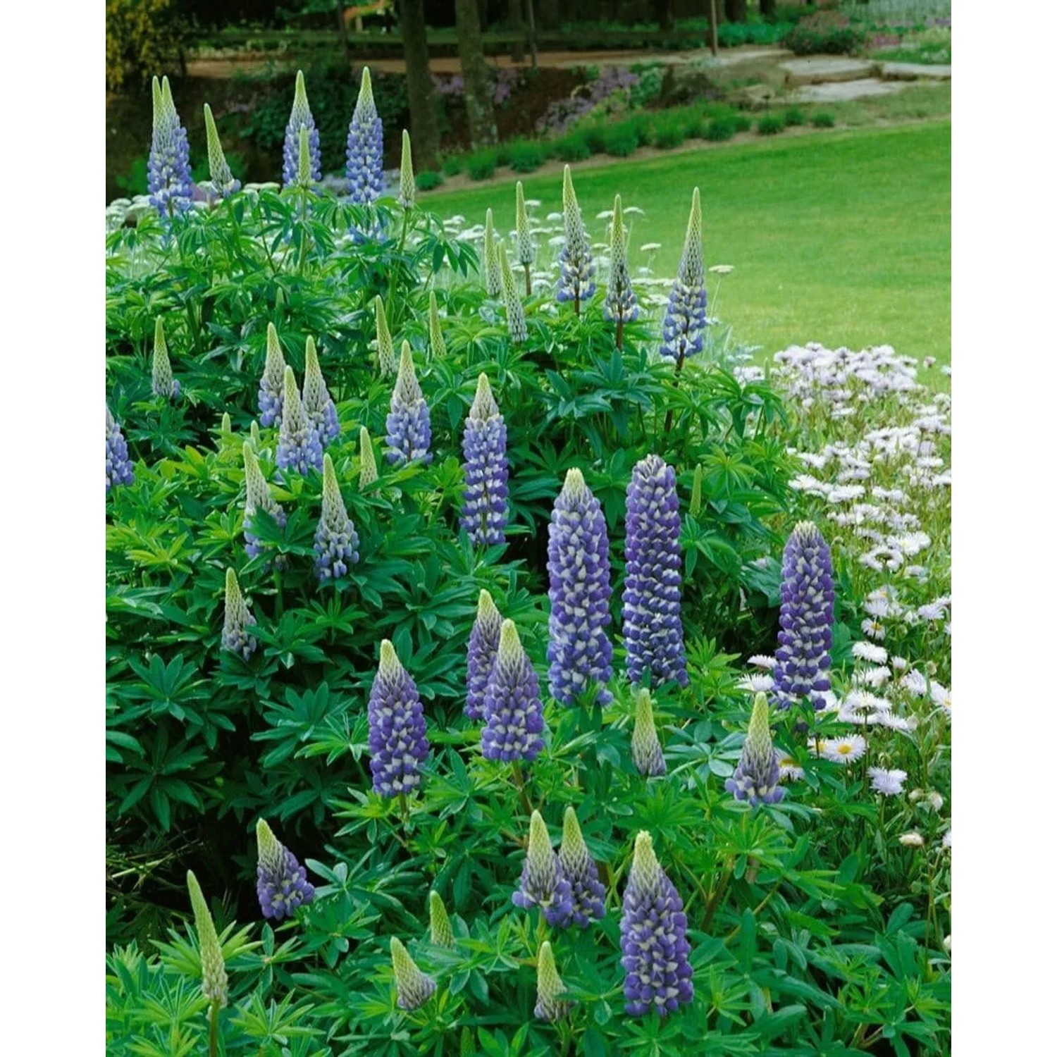 Blühende Lupinus Polyphyllus 'Kastellan' (Vielblättrige Lupine) im Gartenbeet.