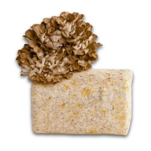 Hawlik Pilzbrut Bio Pilzzuchtset für Maitake mit Vorbereitetem Myzel-Substrat Inkl. Anbau-Anleitung