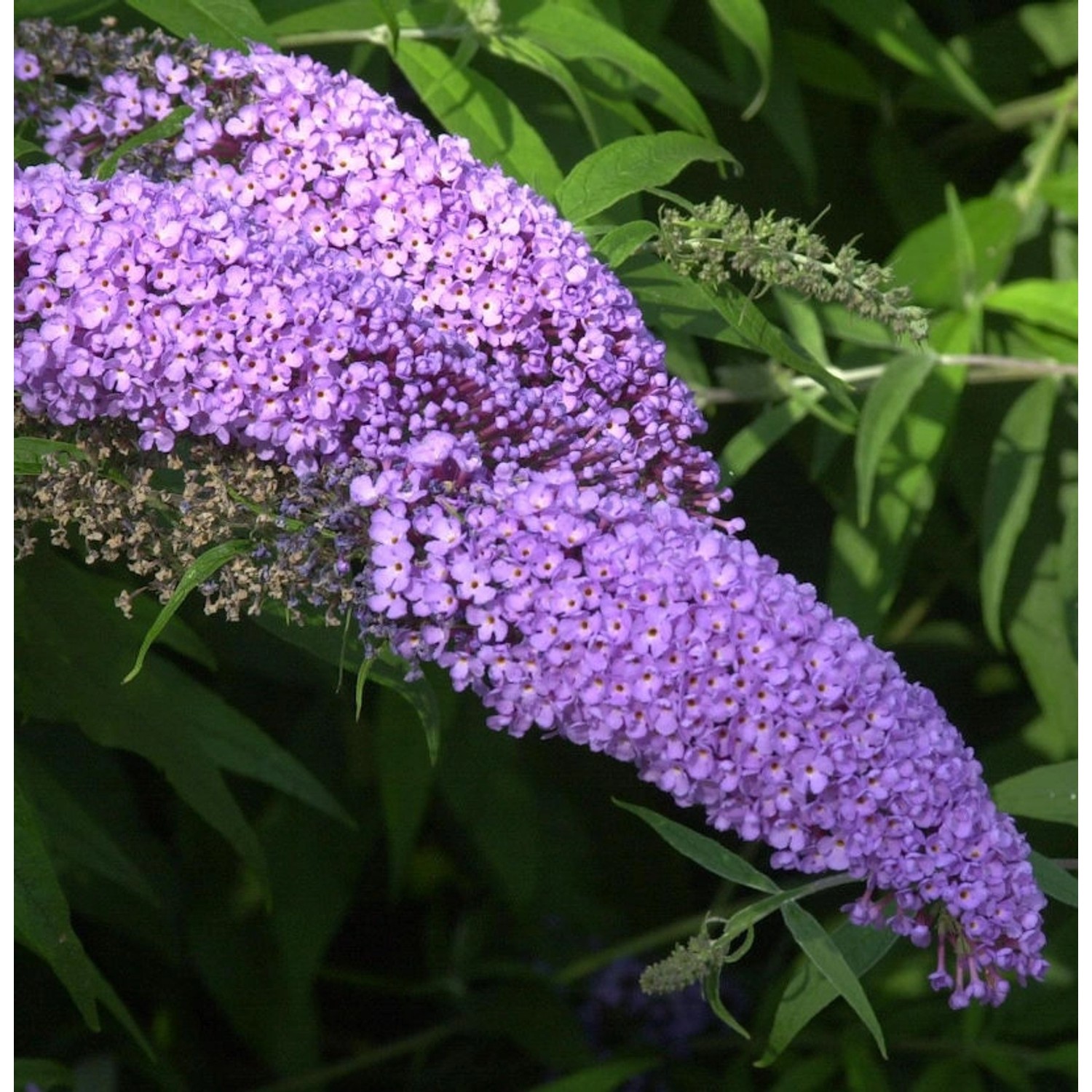 Zwerg Hänge Sommerflieder Lila Sweetheart 25-30cm - Buddleja günstig online kaufen