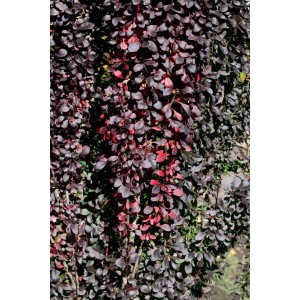 Säulen-Berberitze Red Pillar mit rotlaubigen Blättern, ca. 30-40 cm hoch.