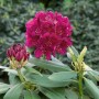 Dunkelvioletter Rhododendron Hybr. Polarnacht (40–50 cm) mit Blüte und Knospe.