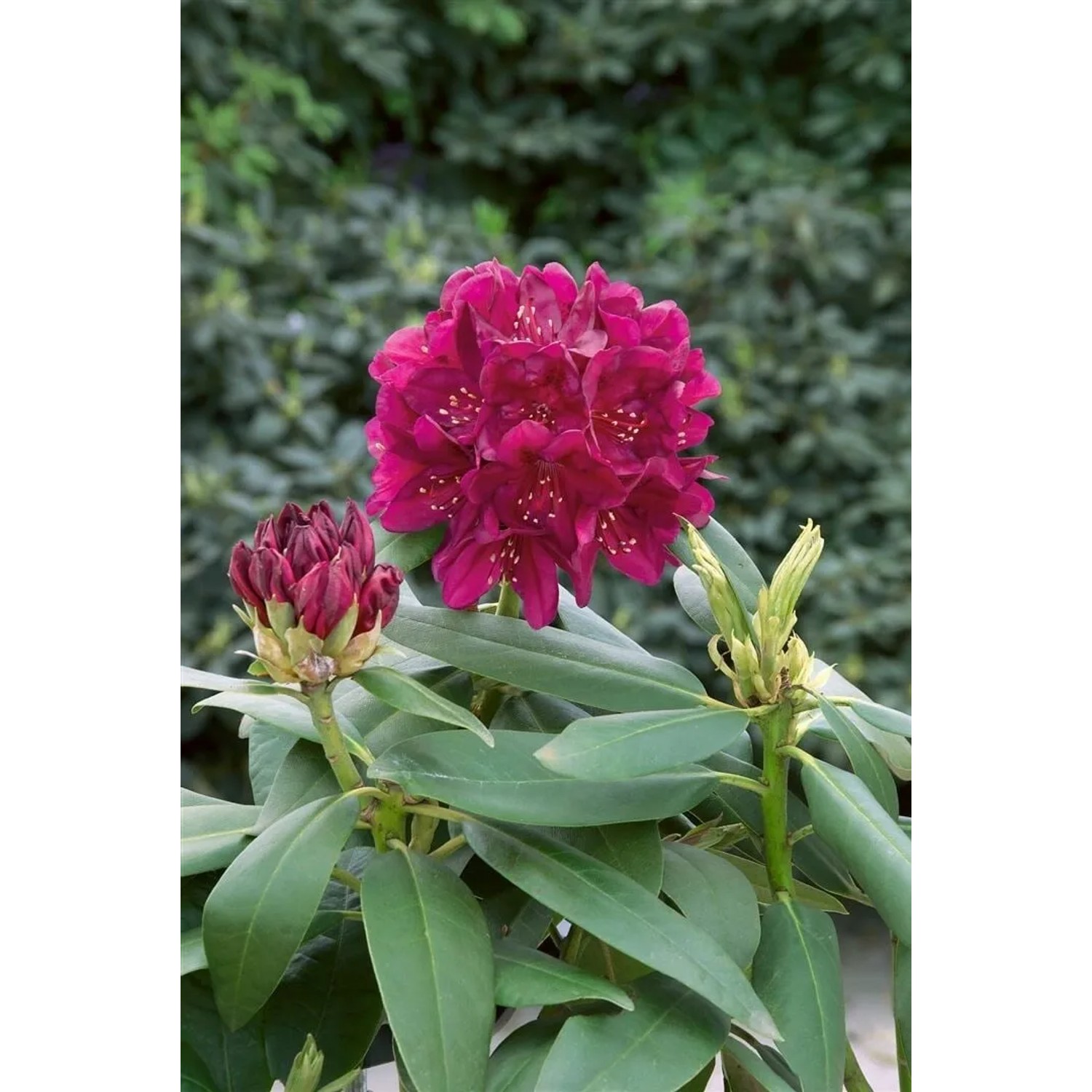 Dunkelvioletter Rhododendron Hybr. Polarnacht (40–50 cm) mit Blüte und Knospe.